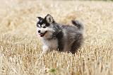 CHIEN FINNOIS DE LAPONIE 515